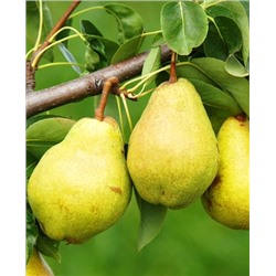 Саженцы Груша Просто Мария, арт.: 70095