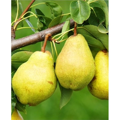 Саженцы Груша Просто Мария, арт.: 70095