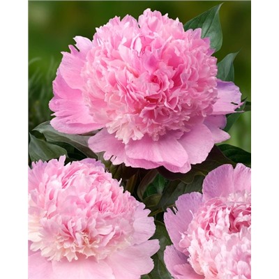 Пион Энджел Чикс, арт.: 74680