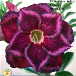 Adenium Obesum Double Flower LOVER (VT)