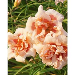 Корни (саженцы) Лилейник Фоти Секонд Стрит, фасовка: 1 саженец, арт.: 74779