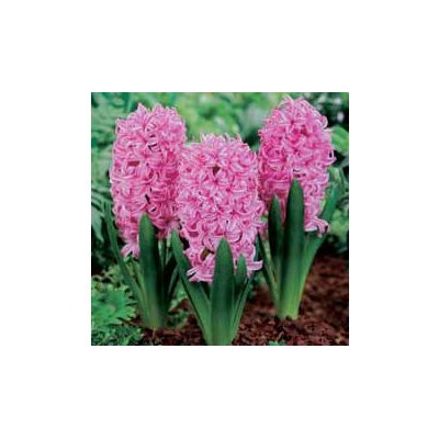 Гиацинт Pink Pearl "Пинк Перл" 3шт