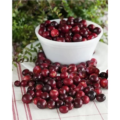 Саженцы Клюква Ред Стар, арт.: 74571