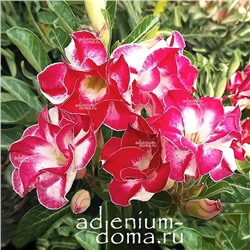 Adenium Obesum Double Flower TEMPTING HEART