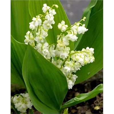 Ландыш Пролификанс, арт.: 69596