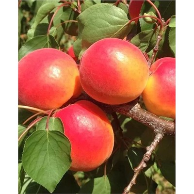 Саженцы Абрикос Северное сияние, арт.: 70087