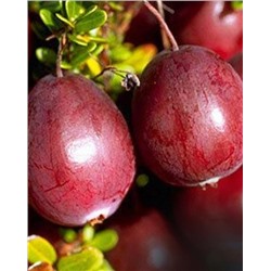 Саженцы Клюква Ред Стар, арт.: 74571