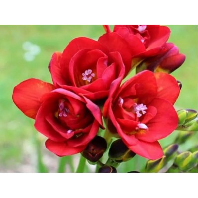 Фрезия махровая красная "Freesia Red" 10шт