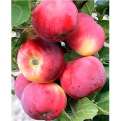 Саженцы Яблоня Серебряное копытце, арт.: 73051