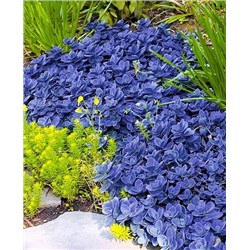 Саженцы Седум (очиток) гибридный Блю Перл, арт.: 69956