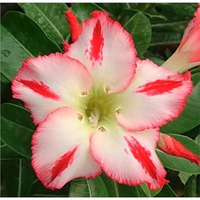 Adenium Obesum Desert Rose SCARLET KNIGHT (aroma)