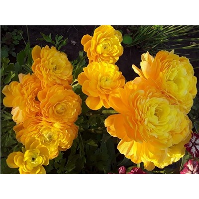 Лютик желтый "Ranunculus Yellow" 10шт