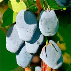 Жимолость Максин, арт.: 75081