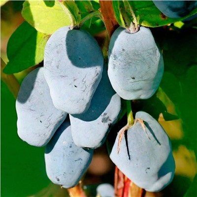 Жимолость Максин, арт.: 75081