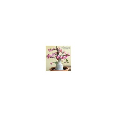 Adenium Arabicum YAK YEMEN