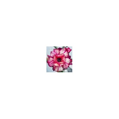 Adenium Obesum Double Flower TC-21
