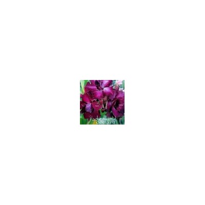 Adenium Obesum Double Flower PURPLE PHOENIX