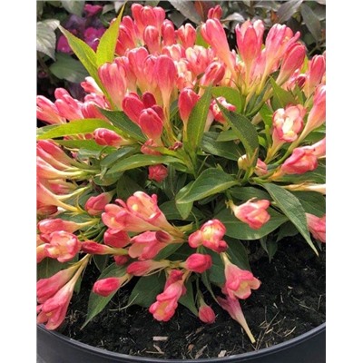 Саженцы Вейгела Олл Саммер Пич, арт.: 74870