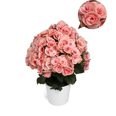 Набор бегоний элатиор №3