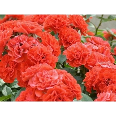 Orange Meillandina "Оранж Мейландина"