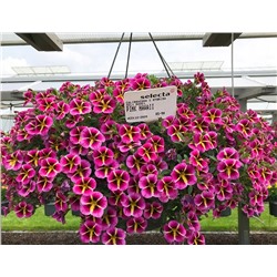 Набор калибрахоа №1