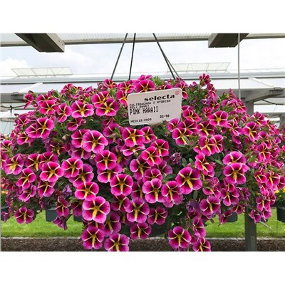 Набор калибрахоа №1