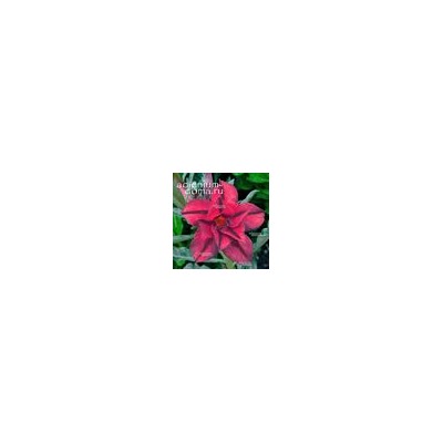 Adenium Obesum Double Flower NEW-242