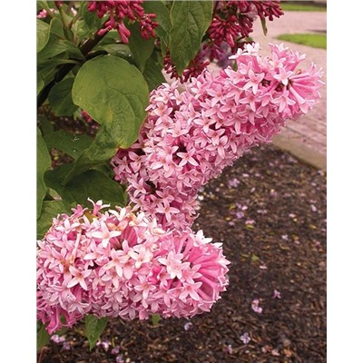 Саженцы Сирень Прэстона Мисс Канада, арт.: 74880