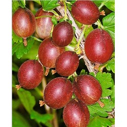 Саженцы Крыжовник Черносливовый, арт.: 188