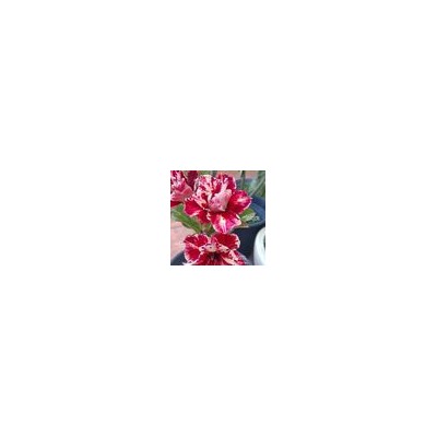 Adenium Obesum Double Flower EGG ROLL (mutation)