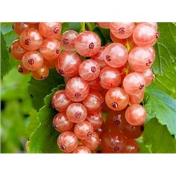 Смородина Голландская розовая