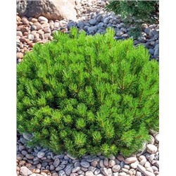 Саженцы Сосна горная Пумилио, арт.: 69743