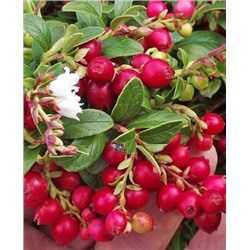 Саженцы Брусника Коралл, арт.: 73161