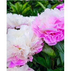 Пион Катарина Фонтейн, арт.: 69670