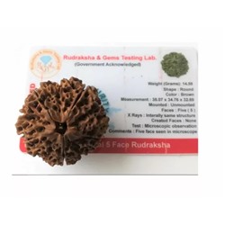 Большая Рудракша Сертифицированная (5 мукхи), Huge and Rare Certified Rudraksha, произв. Kalyan Puja