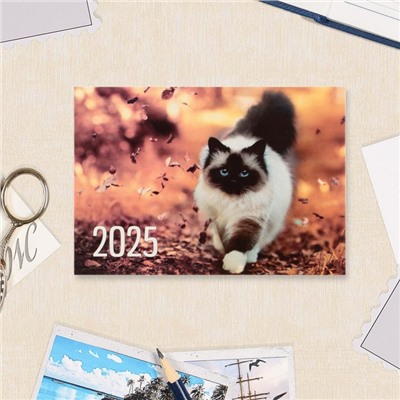 Карманный календарь "Коты" 2025 год, микс, 7 х 10 см
