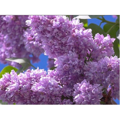 Сирень Айгуль
