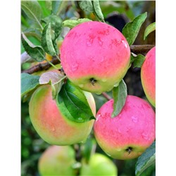 Яблоня Станица, арт.: 75103