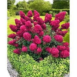 Саженцы Гортензия метельчатая Самарская Лидия, арт.: 9584