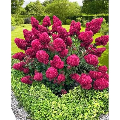 Саженцы Гортензия метельчатая Самарская Лидия, арт.: 9584