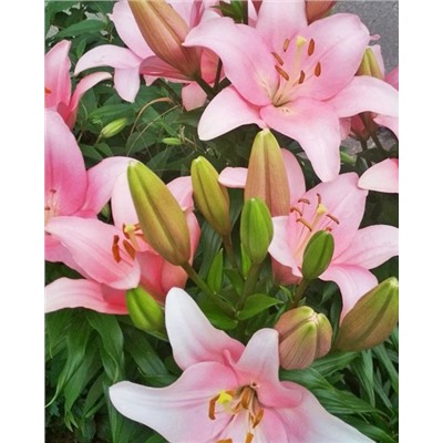 Луковицы Лилия ЛА-гибрид Лексингтон, фасовка: 1 саженец, арт.: 74661