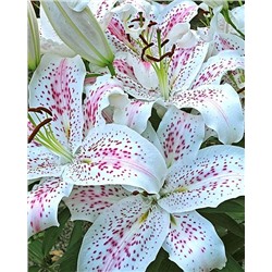 Луковицы Лилия восточная Экстраваганза, фасовка: 1 саженец, арт.: 74651