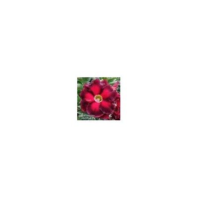 Adenium Obesum Double Flower NEW-90
