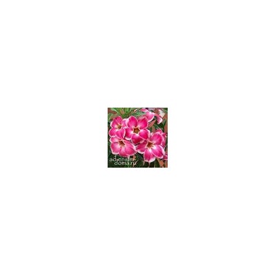 Adenium Obesum Desert Rose CRYSTAL JADE