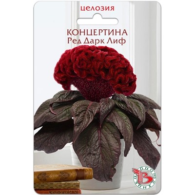 Целозия горшечная Концертина Ред Дарк Лиф
