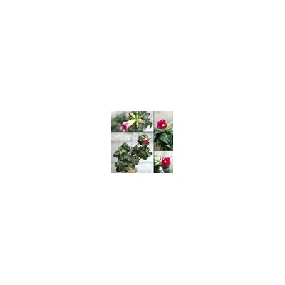 Adenium Obesum Desert Rose MINI SIZE PINK (Мини, карликовый)