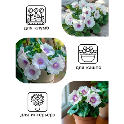 Семена комнатных цветов Глоксиния Аванти «Светло-фиолетовая», F1, «Гавриш», 4 шт.