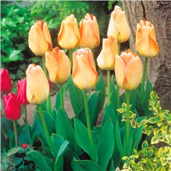 Луковицы Тюльпан Дарвинов гибрид Дейдрим, арт.: 75147