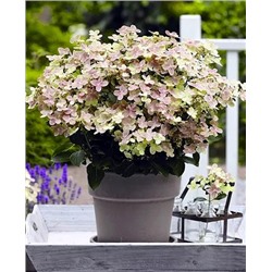 Саженцы Гортензия метельчатая Полистар, арт.: 69720