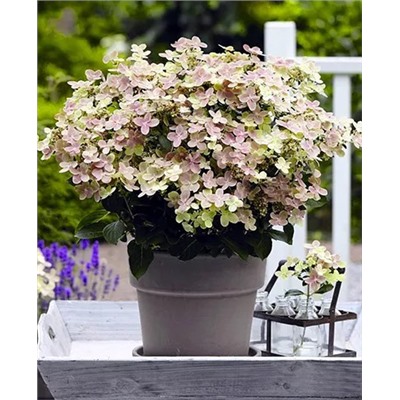 Саженцы Гортензия метельчатая Полистар, арт.: 69720